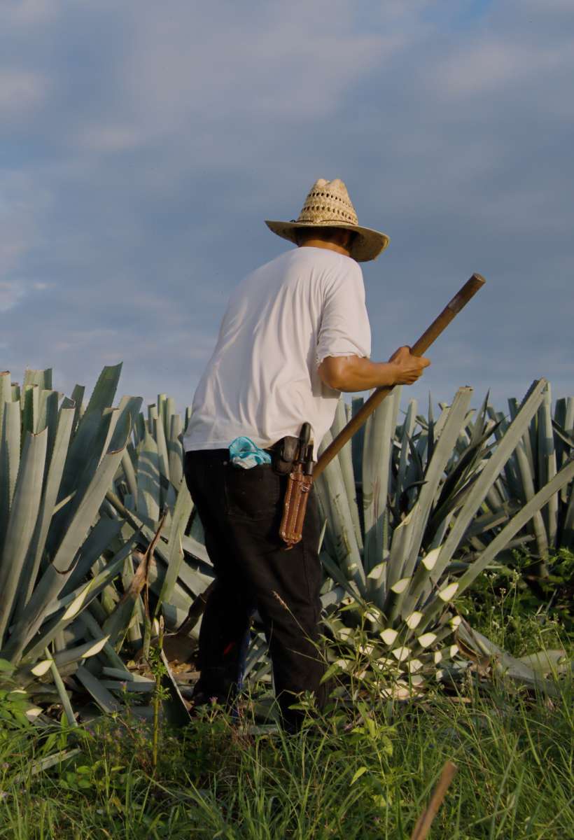 Forjado Tequila Agave Azul