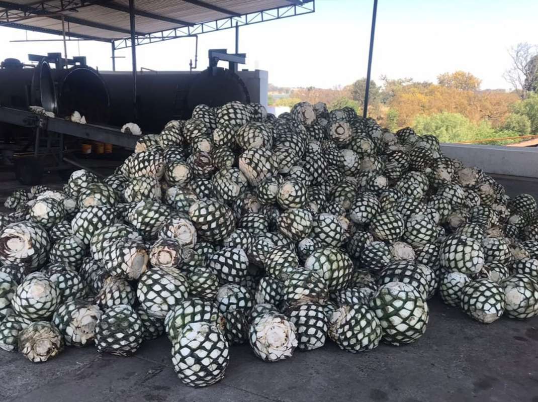 Forjado Tequila Piñas de Agave Azul