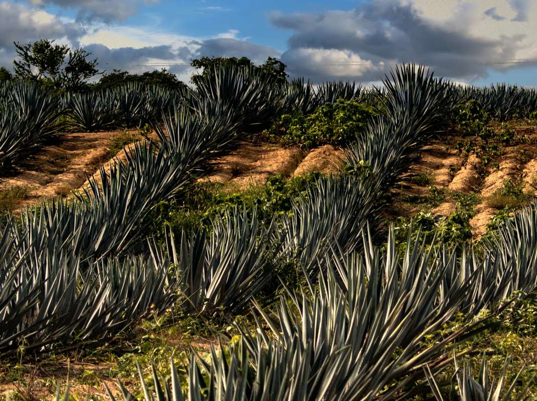 Forjado Tequila Campos de Agave